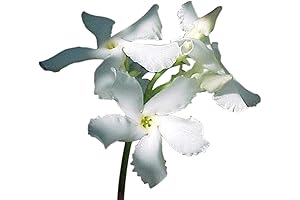 Asiatic Star Jasmine: A Fragrant Haven for Your Garden