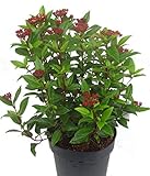 Viburnum tinus - Lorbeerschneeball, Mittelmeerschneeball - winterharter, wintergrüner, weiß blühender Strauch