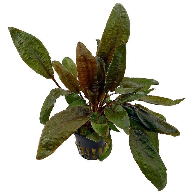 AquaLeaf Aquatics Cryptocoryne Bronze 3 Pots