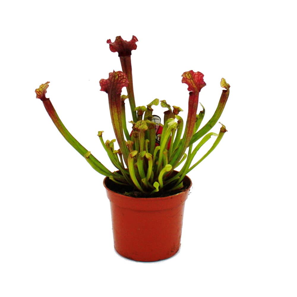 Schlauchpflanzen-Trio 3 verschiedene Sarracenia-Pflanzen im Set Fleischfressende Pflanzen 9cm Topf