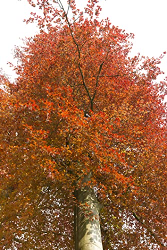 30 Samen Rotbuche Fagus sylvatica Wald Baum Samen