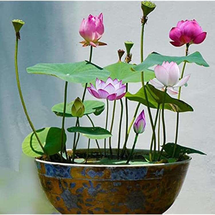 Japanese bonsai lotus mixed colour flower (pack of 18) (B0D9SV4BPX) Amazon Price History, Amazon Price Tracker