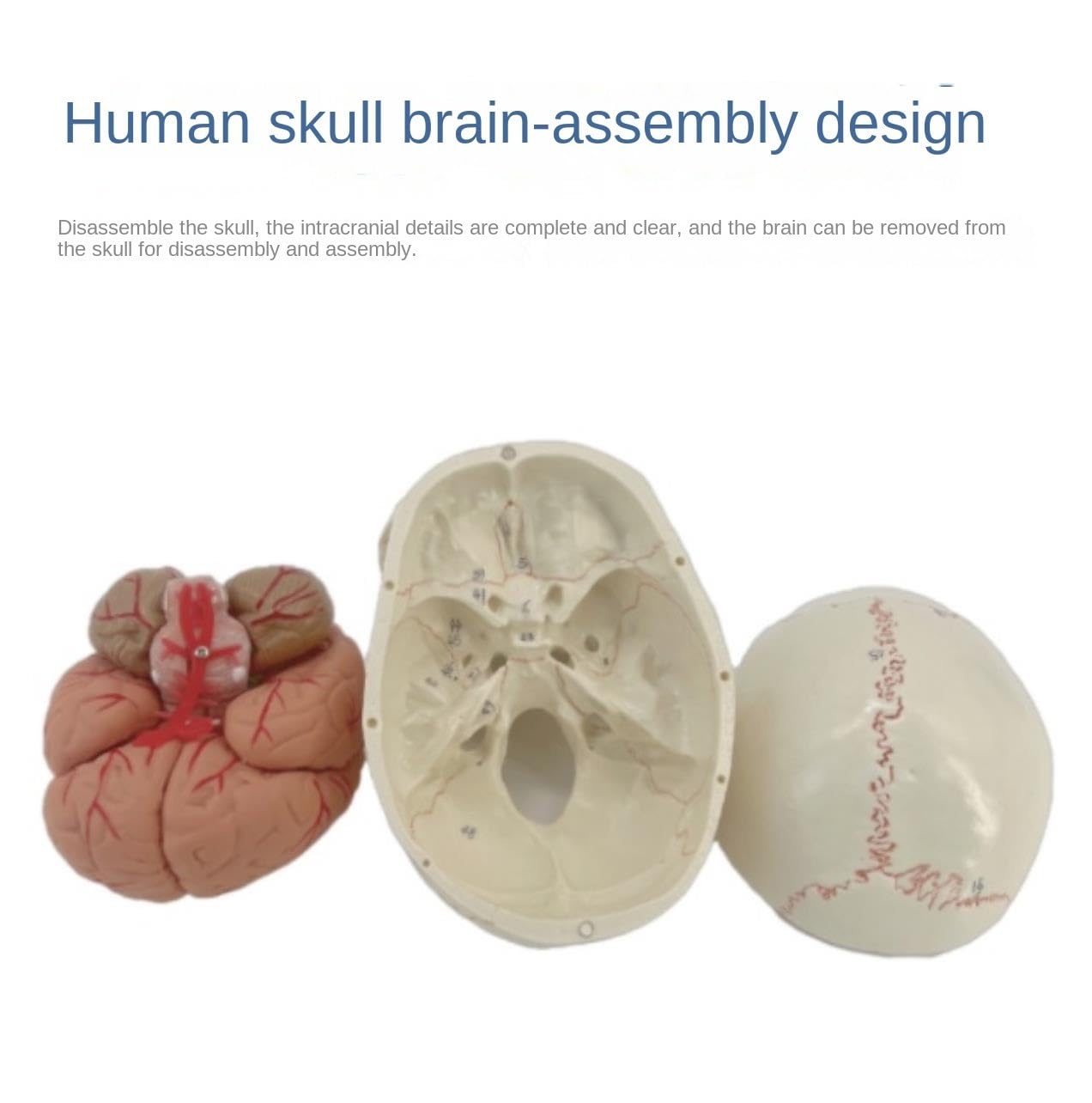 Anatomía De La Educación con Indicador Digital Modelo De Cráneo Humano Tamaño Real Cabeza Humana Anatómico Enseñanza Médica Muñeca de Anatomía