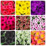 325+ Mix Petunia Flower Seeds for Planting-Petunia Hybrida Garden Flower Plant Attract Butterflies and Bees