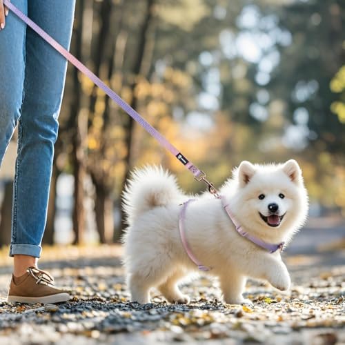 TSPRO Leichtgewicht Hundeleine mit Gepolstertem Griff und Metallverschluss, Farbverlauf Laufleine für Hunde für Kleine bis Mittelgroße Hunde Gehen Laufen (Rosa-Violett)
