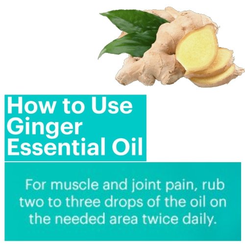 Image of Crysalis Ginger (Zingiber Officinale) 100% Pure & Natural Undiluted Essential Oil Organic Standard /Oil For Dry Scalp And Rough skin /Massage Oil for Face & Body -50ML With Dropper