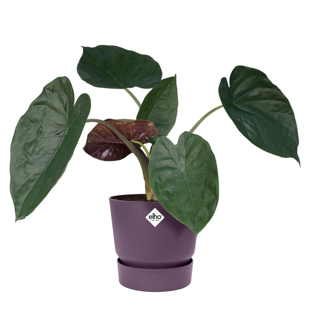 Elho Greenville Rond 16 - Bloempot voor Buiten - 100% gerecycled plastic - 16.0 x H 15.3 cm - Goudkleurig Zand