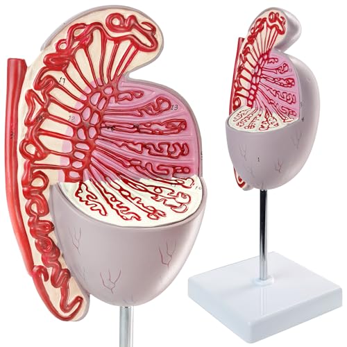 Merinden Human Male Testicles Anatomical Model, 10X Life Size Male