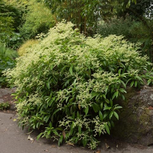 Pileostegia viburnoides Climbing Hydrangea Evergreen Climber 2L x2 Plants by Thompson & Morgan