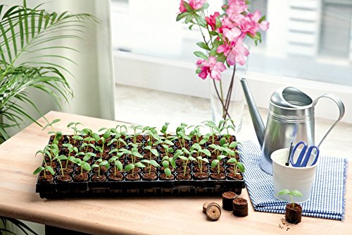 Romberg Serra da Camera con Due lampade, termodog