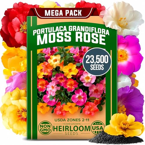 HOME GROWN 23,500+ Moss Rose Seeds (Bulk Pack) Annual Flower for Ground Cover - Heirloom Portulaca Seeds for Planting Outdoors - Great for Low-Maintenance Gardens (Portulaca grandiflora)
