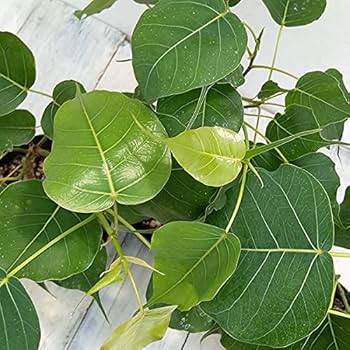 Amazon｜フィカス：レリジオーサ（スリーマハーボダイジュ）4号