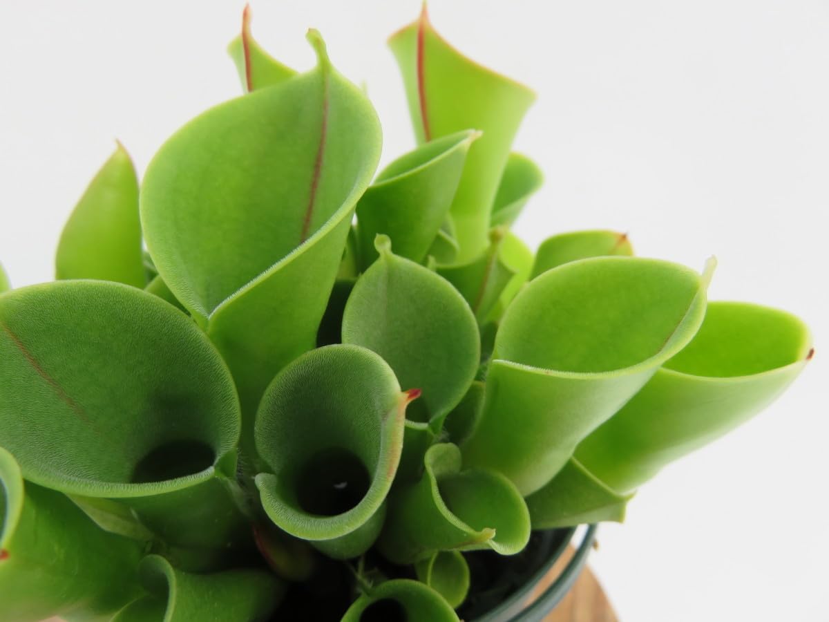 へりあん堂　ヘリアンフォラHeliamphora 食虫植物 Amazon.co.jp: Heliamphora minor 2.5号 ヘリアンフォラ食虫植物
