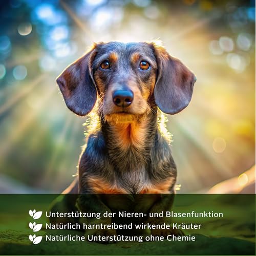 TJURE Nieren & Blase Liquid Hund 500 ml | Ergänzungsfuttermittel mit Kräuterextrakten | Zur Unterstützung der normalen Harnfunktion | Flüssig & leicht dosierbar | Ohne Zusatzstoffe
