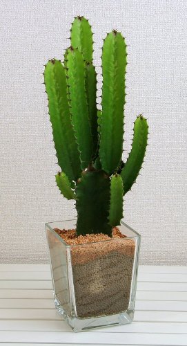 素材 サボテンが花をつけている ニコニコ動画