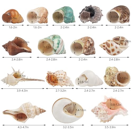 Image of 16 PCS Hermit Crab Shells - 16 Kind Natural Sea Conch Shells Size 1.4 inch - 4.5 inch Medium and Large Turbo Seashells for Hermit Crab Supplies Fish Tank Home Decor
