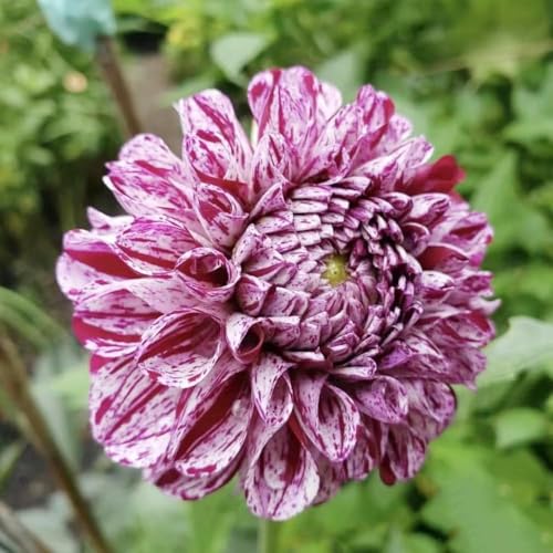 tubérculos de dalia, balcón con cama elevada perennes resistentes decoracion de bonsái resistentes al invierno para el jardín, bulbos 8pcs