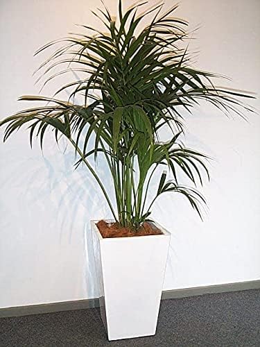 See full amazon price history chart for Gardenix Decor Global Trade & Utility Products Fibreglass Garden Big Size Gamla Planter Suitable for Indoor Outdoor and Gardening, Size:- Height: 15 Inch, Width: 12 Inch, Length: 12 Inch, White Gardenix Decor Global Trade & Utility Products Fibreglass Garden Big Size Gamla Planter Suitable for Indoor Outdoor and Gardening, Size:- Height: 15 Inch, Width: 12 Inch, Length: 12 Inch, White (B0CFJJHF8J) Amazon Price History, Amazon Price Tracker
