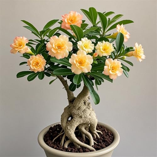 WüStenrosen Zwiebeln, Schnell-Wachsend, Mehrjährige Blumenzwiebel, Mix Winterhart Pflanzen, Seltene Pflanze, Mysteriöse magische Glühbirne, 1zwiebeln-E