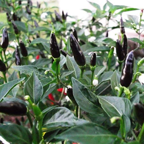 Golden Hills Farm Conical Black Chili Pepper Plant Seeds 100 seeds (B07NYFP13S) Amazon Price History, Amazon Price Tracker
