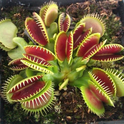150 Stück Fliegenfallensamen Giants Clip Dionaea Topfbonsai...