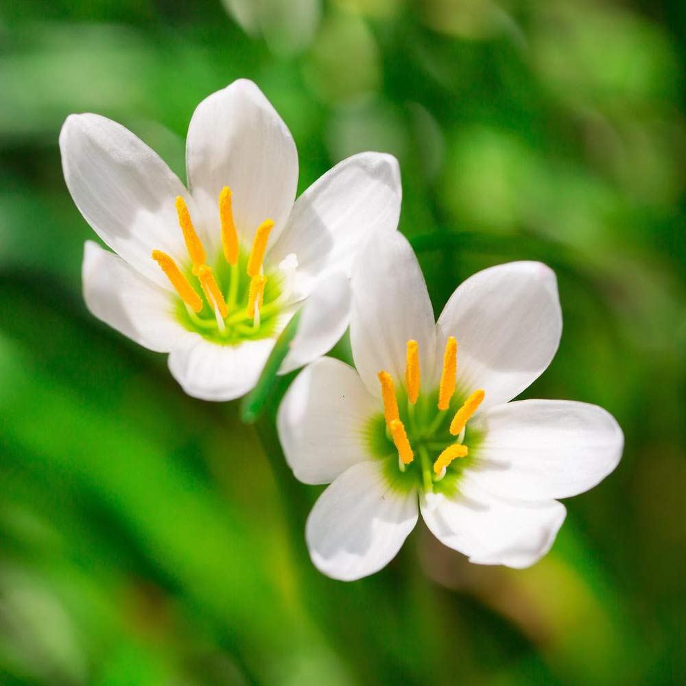Seeds Rain lily (Zephyranthes) White Winter Flower Bulbs Pack Of 15 on Affordable Pack-image-42