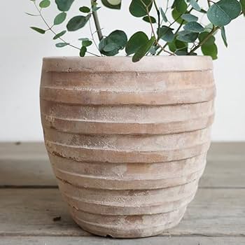 Amazon｜ユーカリ アンティークテラコッタ鉢植え 観葉植物 ベランダ
