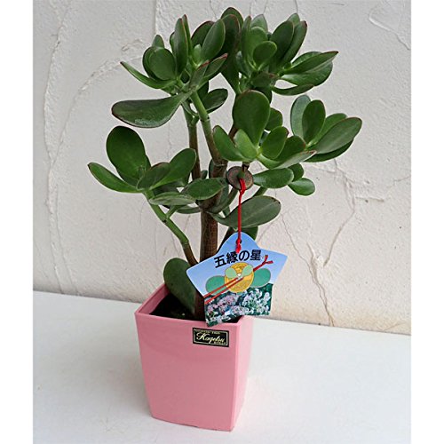 金のなる木[カゲツ]：五縁の星（ゴエンノホシ）4号鉢植え 2株セット