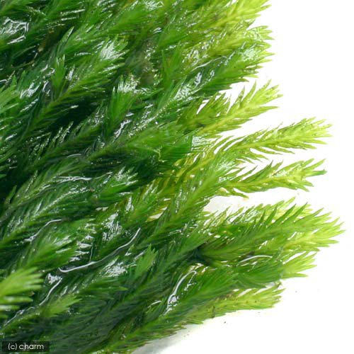 Amazon.co.jp: （水草）ヒメホウオウゴケ（水上葉）（無農薬）（1
