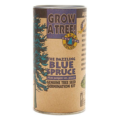 Colorado Blue Spruce | Tree Seed Grow Kit | The Jonsteen Company