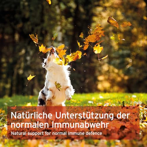 AniForte Premium Colostrum für Hunde & Katzen 100g Pulver - Natürliche Erstmilch, Kolostrum unterstützt Abwehrkräfte & Magen-Darm-Trakt, Immunglobulin G in Lebensmittelqualität