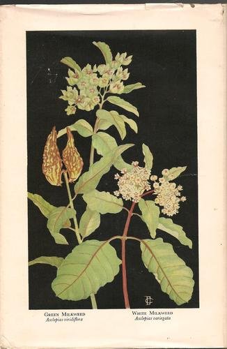 Flowers native to the Deep South