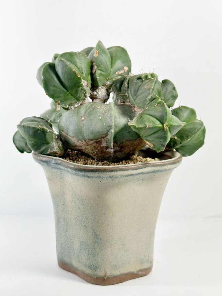 見応え十分なサイズ ロフォフォラ 翠冠玉 (検索 烏羽玉 銀冠玉