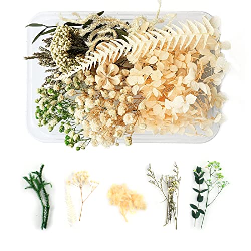WJIAEER Fleurs séchées naturelles séchées en relief Fleurs préservées Résine Bijoux DIY Bougie Ongles Artisanat Scrapbooking Décoration florale（O）. (G)
