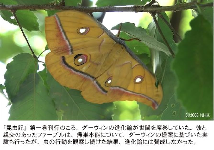 ファーブル昆虫記 南仏・愛しき小宇宙 DVD-BOX[3枚組] 6g7v4d0 Amazon.com: ファーブル昆虫記 南仏・愛しき小宇宙 DVD-BOX[3枚