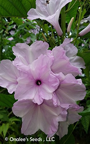 Onalee's Seeds Morning Glory Tree/Bush, Pink Flowers, Ipomoea Carnea/Fistulosa, Badoh Negro, Borrachero, Matacabra. Bees Love It! (15+ Seeds) From Usa #TOP2