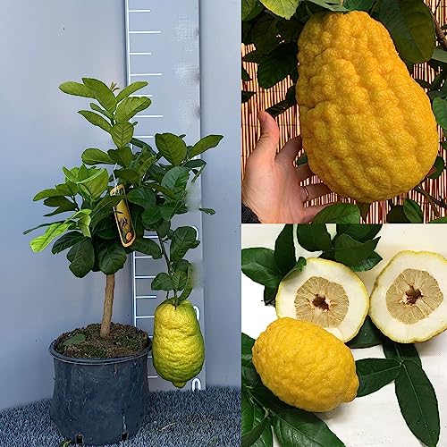 SAVINI VIVAI cèdre géant, agrume en pot de 20 cm hauteur 70 cm 2-3 ans de greffage, fabriqué en Italie