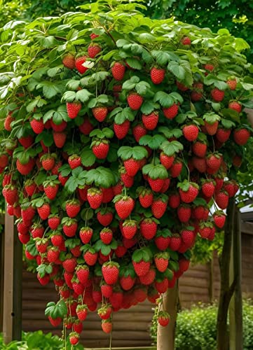 Fresa trepadora - Arbusto de fresas (5 plantas rojas) - Ideal para balcones, terrazas, pequeños jardines - Apto para macetas y terreno abierto