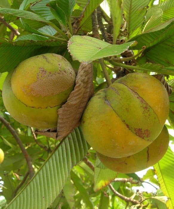 Image of All-Time 12 Months Hybrid GRAFTED Live Fruit Plant Original & Authentic Organic Tree for Outdoor Fast-Growing Fruit Plant Home Gardens Pack Of-1 (Elephant Apple /Chalta, Medium)
