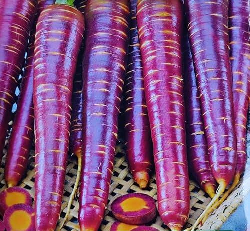 500 Samen, Lila Karotte Paloma– Länge von 20 bis 23 cm Wurzeln Wurzel 500 Samen, Lila Karotte Paloma– Länge von 20 bis 23 cm Wurzeln Wurzel