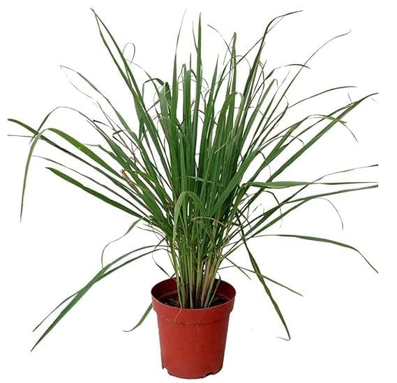Lemongrass Medicinal Plant Live| Lemon Grass Herb Plants For Home Garden |Lemon Grass| Come With Pot Pack Of 1 (B0DDH7YDB1) Amazon Price History, Amazon Price Tracker