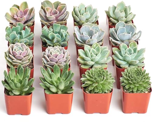 Shop Succulents Rosette Succulent Plant Pack Bulk Collection - Live