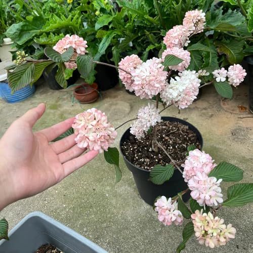 semillas resistentes de la bola de nieve raras, decoración de sala de estar, bola de nieve de invierno ornamentales, arbustos en Decoración de sala de estar, 40pcs