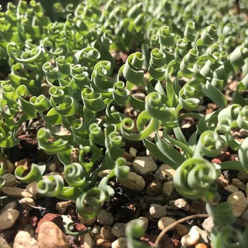 Semillas de plantas de Albuca espiralis, semillas de plantas de interior Albuca namaquensis, semillas de cobertura del suelo resistentes Las plantas perennes son plantas perennes 150pcs