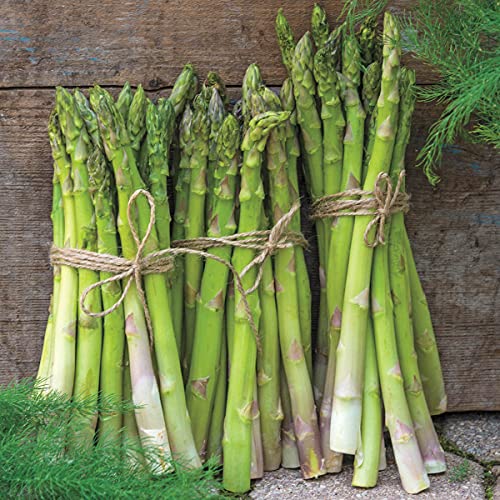 AsparaBest® Asparagus Bare Root Plants - Produces up to 3 Times More Spears Than Traditional Varieties - Each Offer Includes 10 Medium Grade Plants