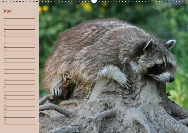 Waschbären / Geburtstagskalender (Wandkalender immerwährend DIN A2 quer): Der waschbärige immerwährende Geburtstagskalender (Monatskalender, 14 ... + Martina Berg, Pferdografen.de