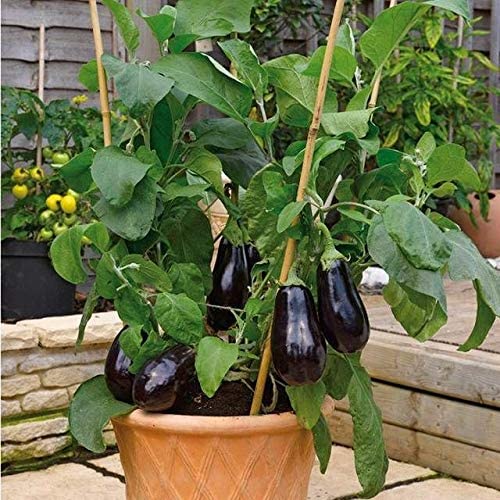 PlantaZee Live Brinjal - Baingan Vegetable Plant with Pot (B0B1V4T458) Amazon Price History, Amazon Price Tracker