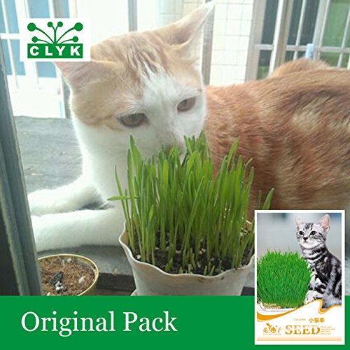 Generic 1 original pack of 200 unids cat grass seeds Amazon.in