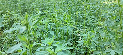 Acorn-Alfalfa-Hay-Naturally-Dried-14-KG-Food-for-Rabbits-Guinea-Pig-Hamsters-and-Other-Small-Animals-High-Fiber-Food-Pesticides-Free