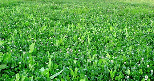 Image of Whitetail Institute FUSION Deer Food Plot Seed for Spring or Fall Planting, Blend of Clover and Chicory for Maximum Deer Attraction, Heat, Cold and Drought Tolerant
